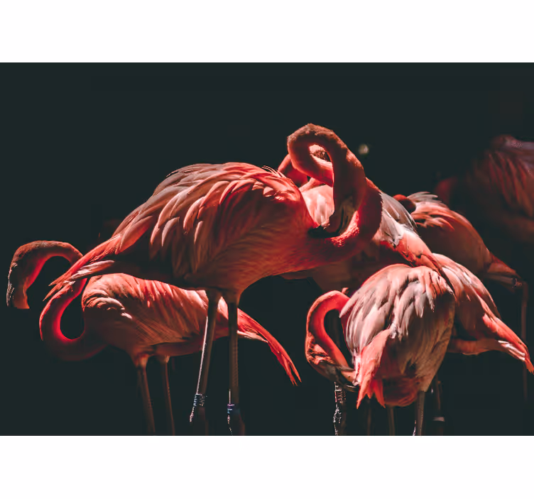 Fototapet dyr flamingo ro - TenStickers