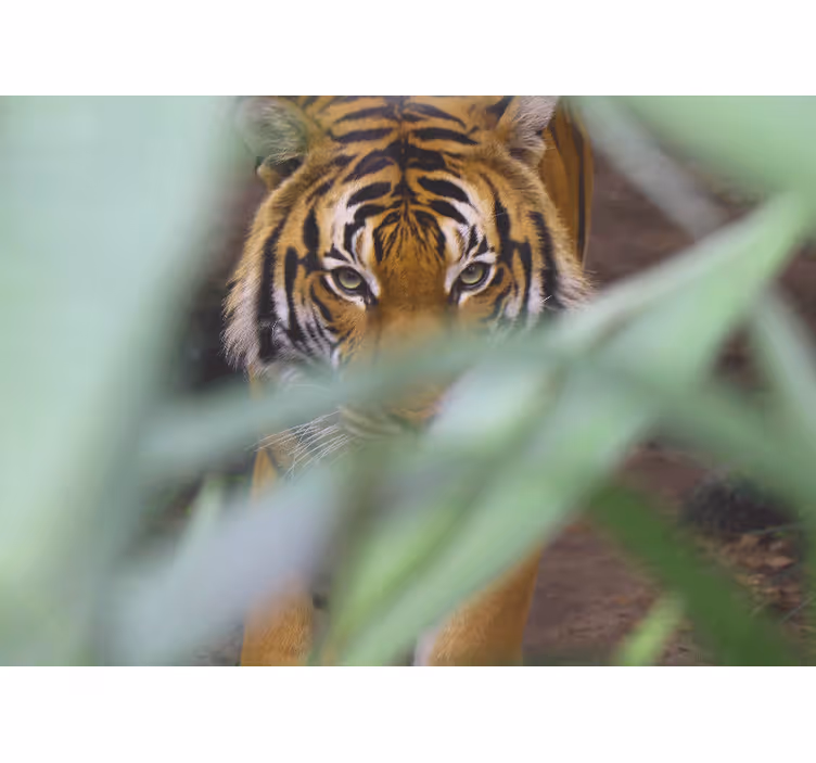 Fototapet dyr tiger i vildmarken - TenStickers