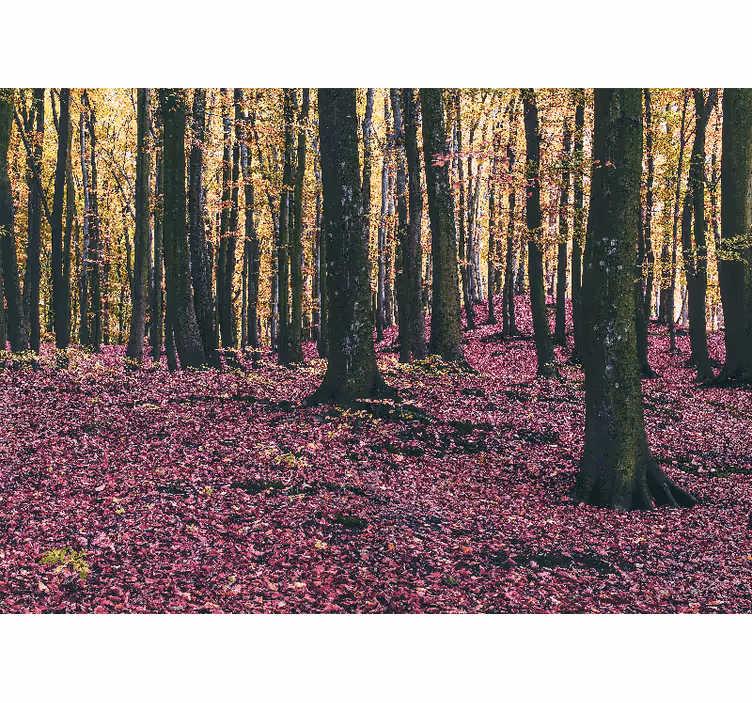 Natur fototapet rolig skovscene - TenStickers