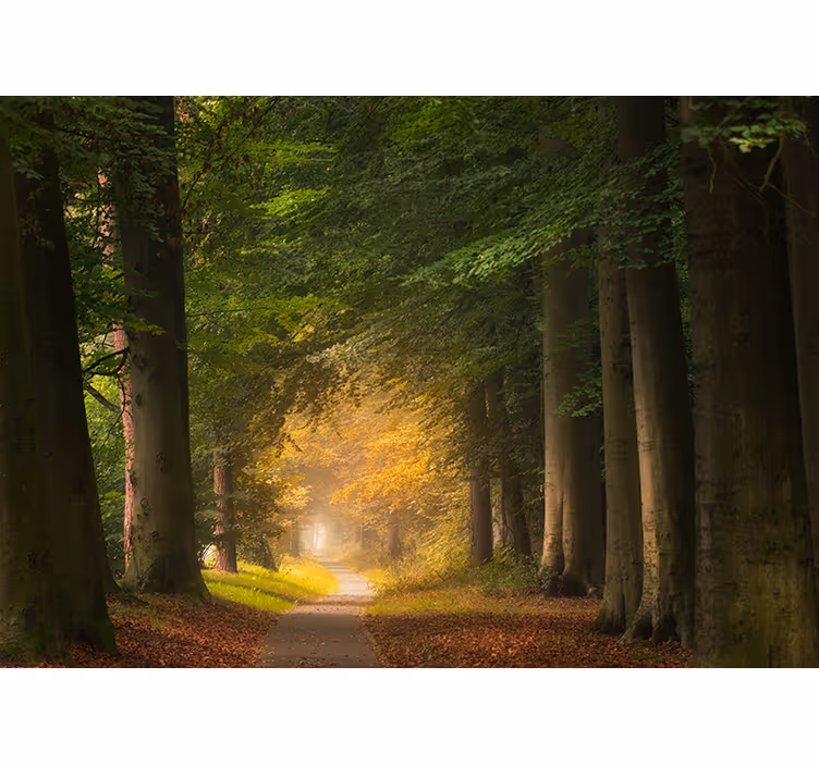 Natur fototapet skovstien motiv - TenStickers