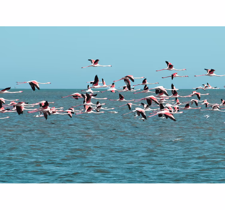 Fototapet dyr flamingoer over vand - TenStickers