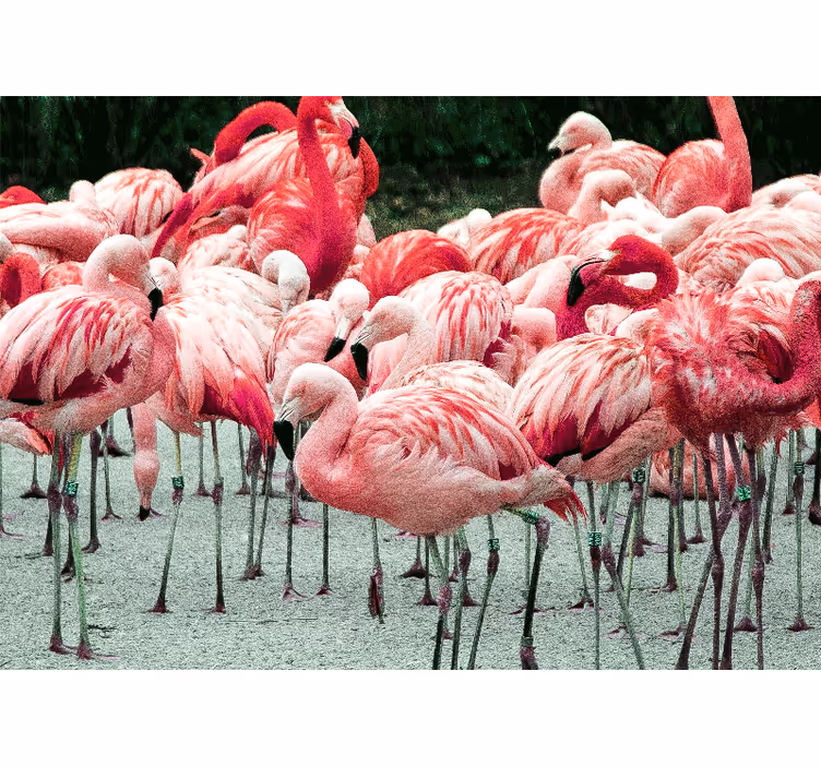 Fototapet dyr flamingoflok - TenStickers