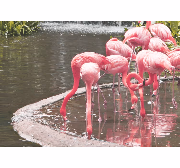 Fototapet dyr flamingo samling - TenStickers