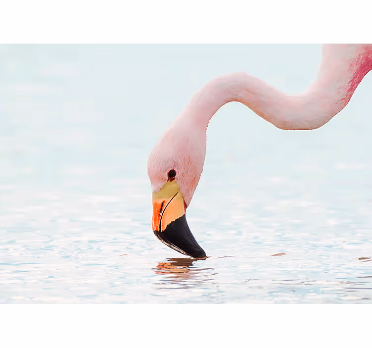 Fototapet elefant flamingo vandrefleksion - TenStickers