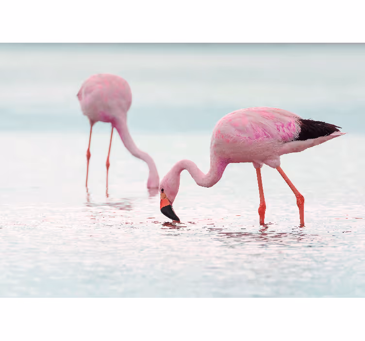 Smuk lyserød flamingo i vand gang fototapet - TenStickers