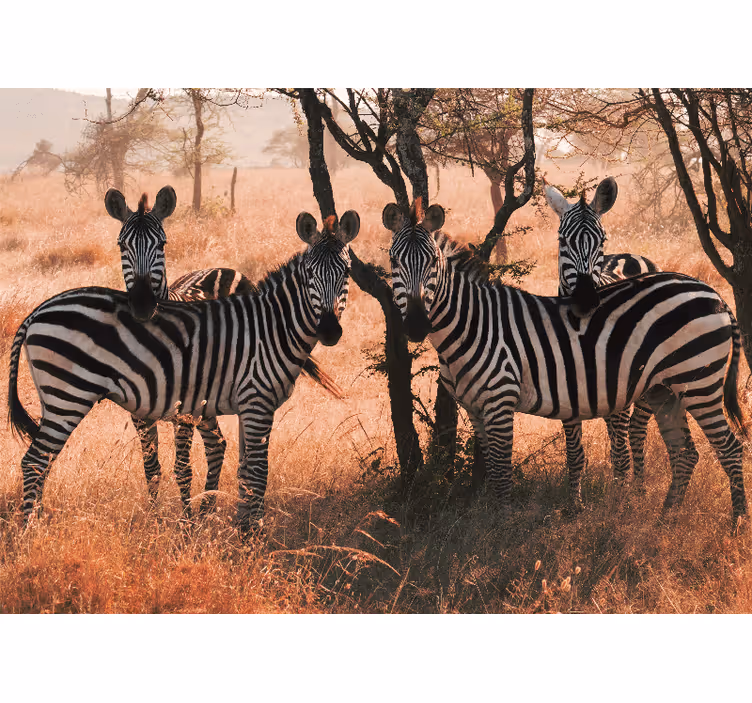 Zebraer i savannen ved fototapet - TenStickers