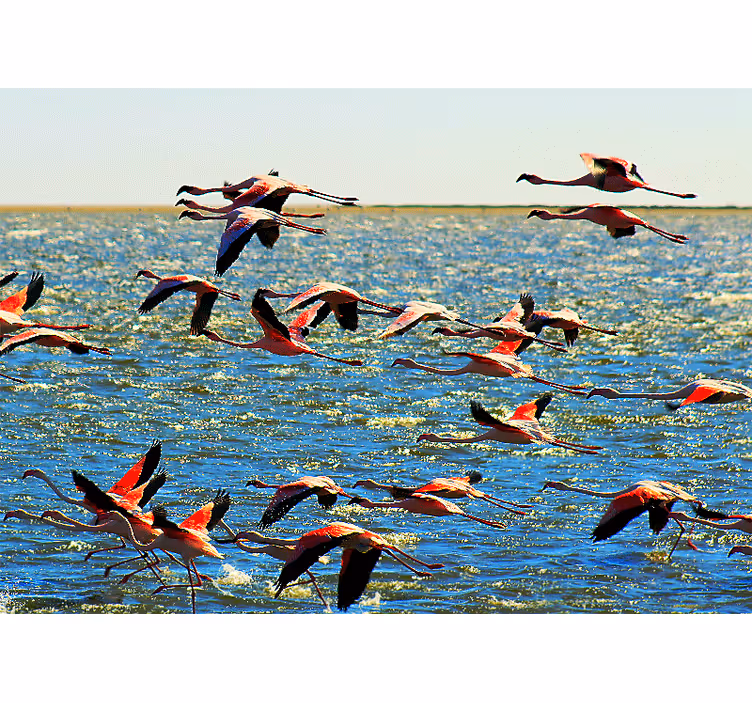Fototapet dyr flamingoer i flok - TenStickers