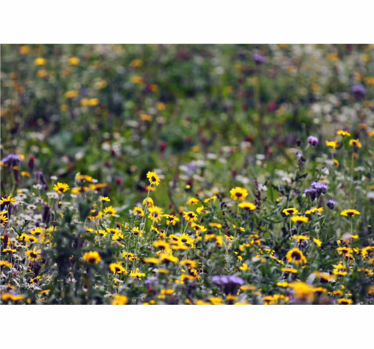 Fototapet blomster solrige engblomster - TenStickers