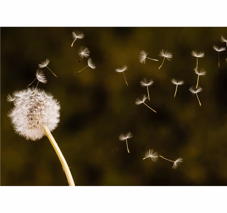 Mælkebøtte flyver i vinden blomst fototapet - TenStickers