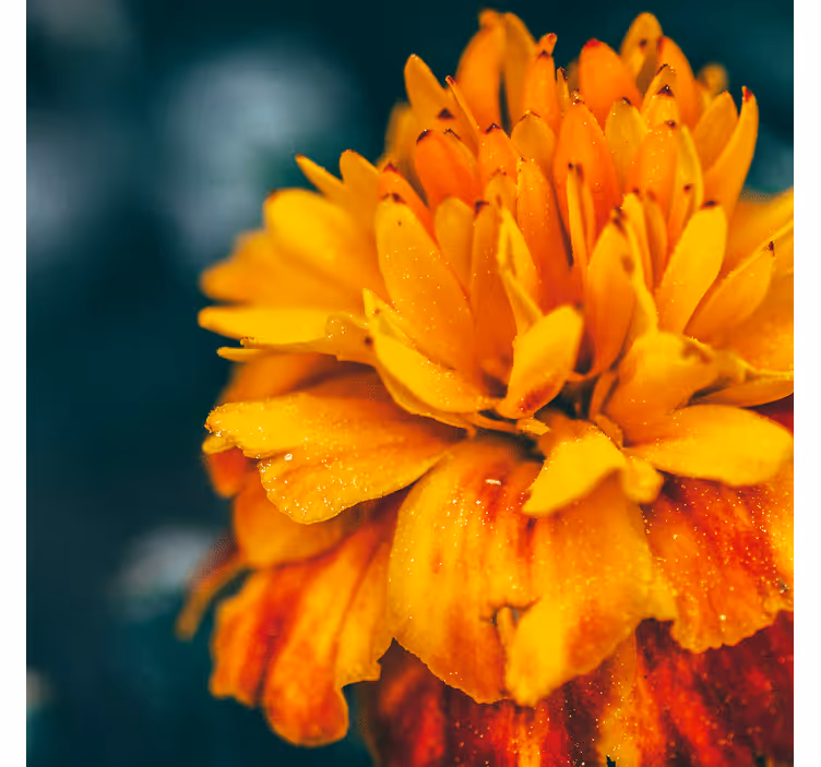 Orange valmuer på et solrigt blomstervægmaleri - TenStickers
