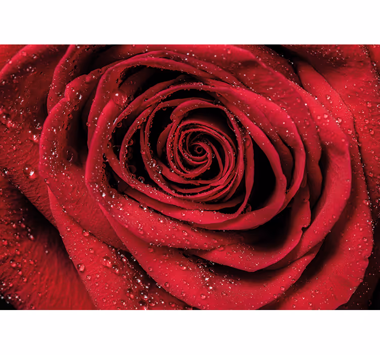Fototapet blomster rose med vanddråber - TenStickers