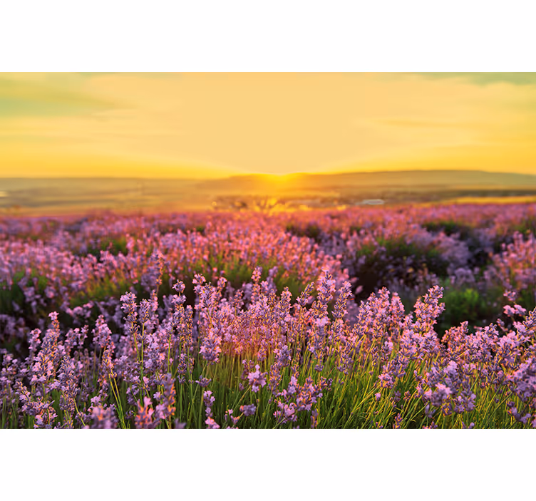 Fototapet blomster lavendeleng dusk - TenStickers