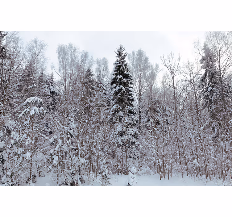 Fototapet skov vinter skovscene - TenStickers