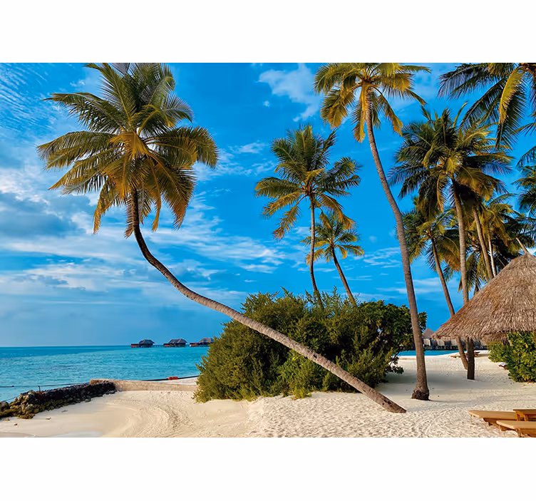 Kokos træ på stranden stue fototapet - TenStickers