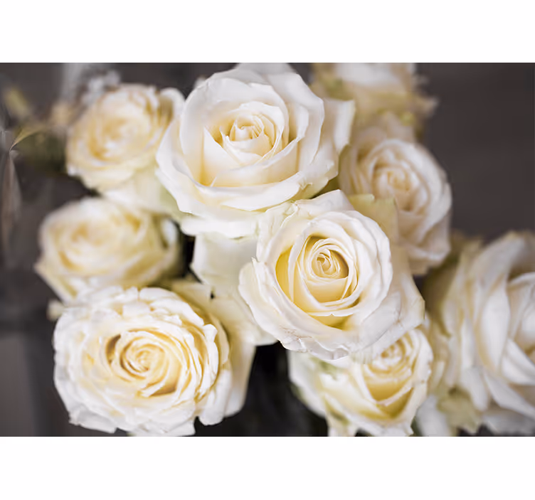 Fototapet blomster elegante hvide roser - TenStickers