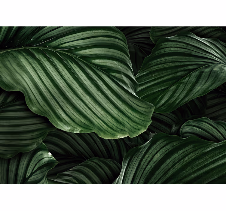 Grønne blade planter stue fototapet - TenStickers