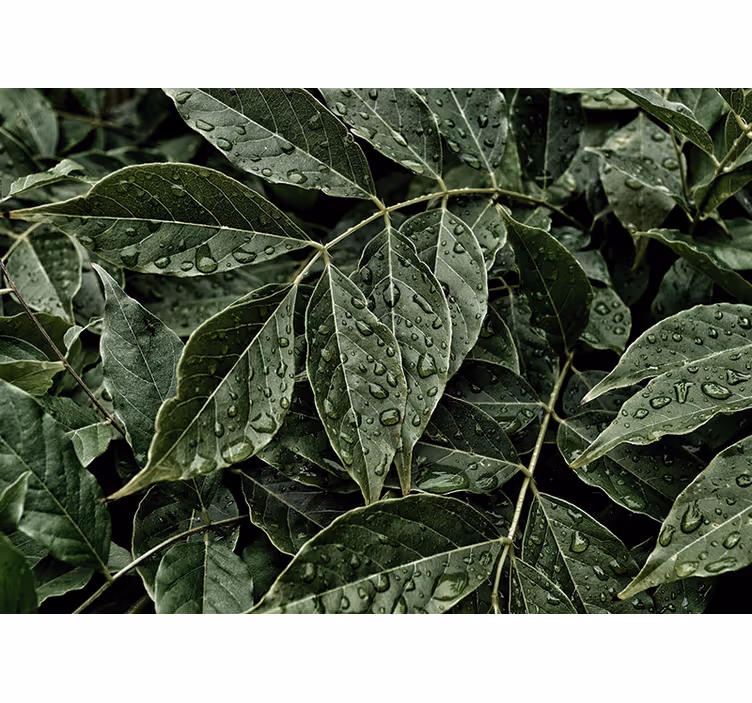 Natur fototapet med livlige blade overflade - TenStickers