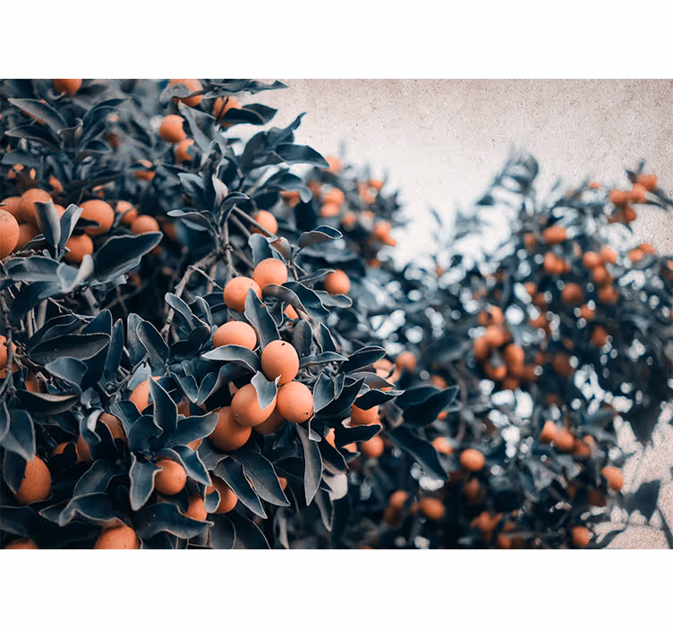 Orange frugter på træ stue fototapet - TenStickers