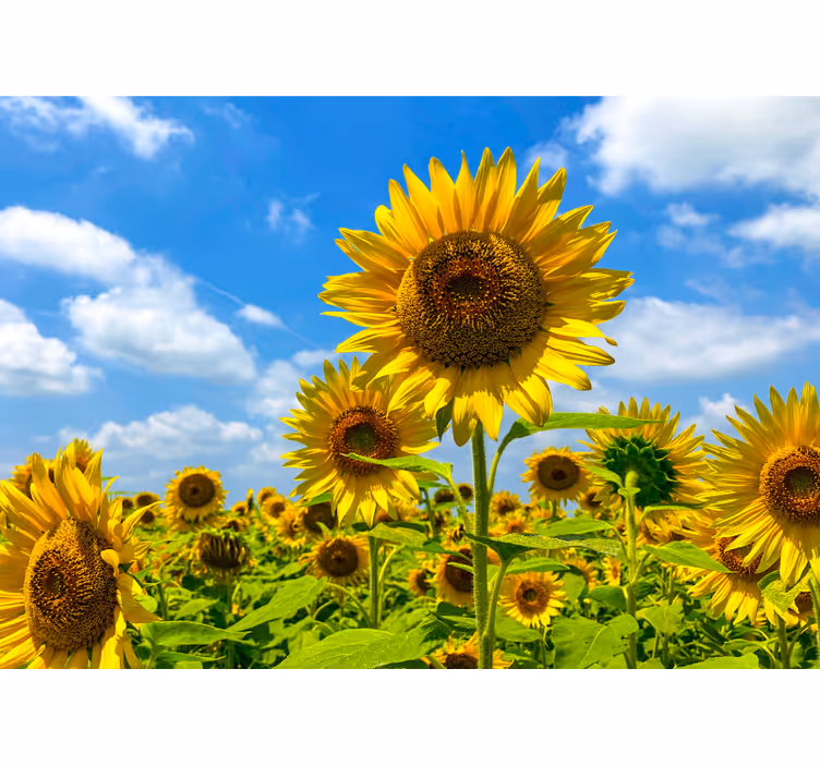 Fototapet blomster solsikkemark scene - TenStickers