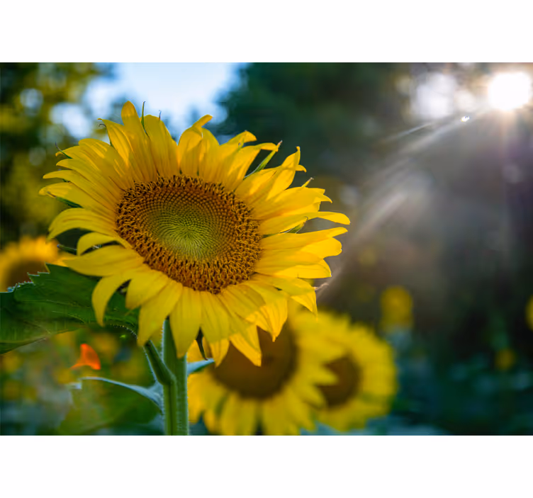 Fototapet blomster solsikker i fuldt flor - TenStickers