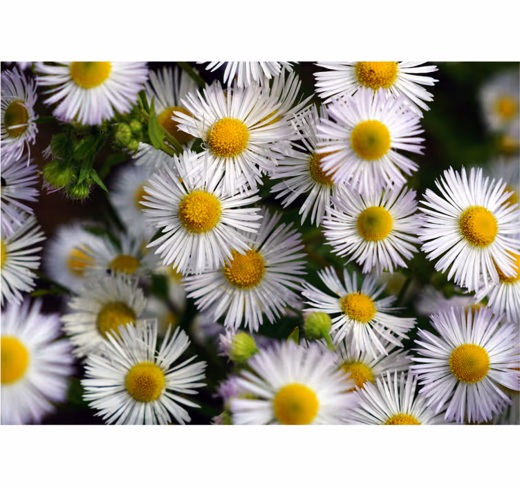 Fototapet blomster charmerende hvide margueritter - TenStickers