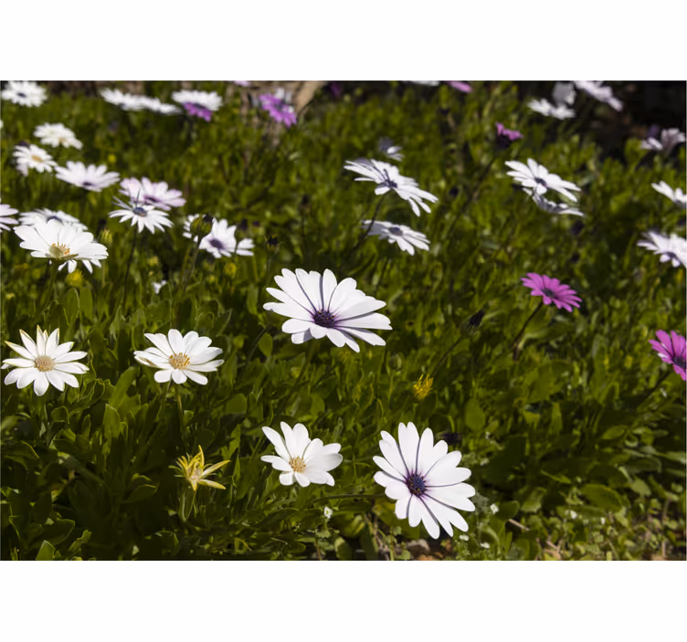 Fototapet blomster margueritter og grønne blade - TenStickers