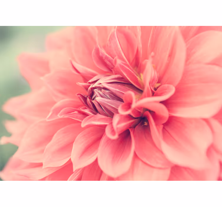 Fototapet blomster lysende pink blomster - TenStickers