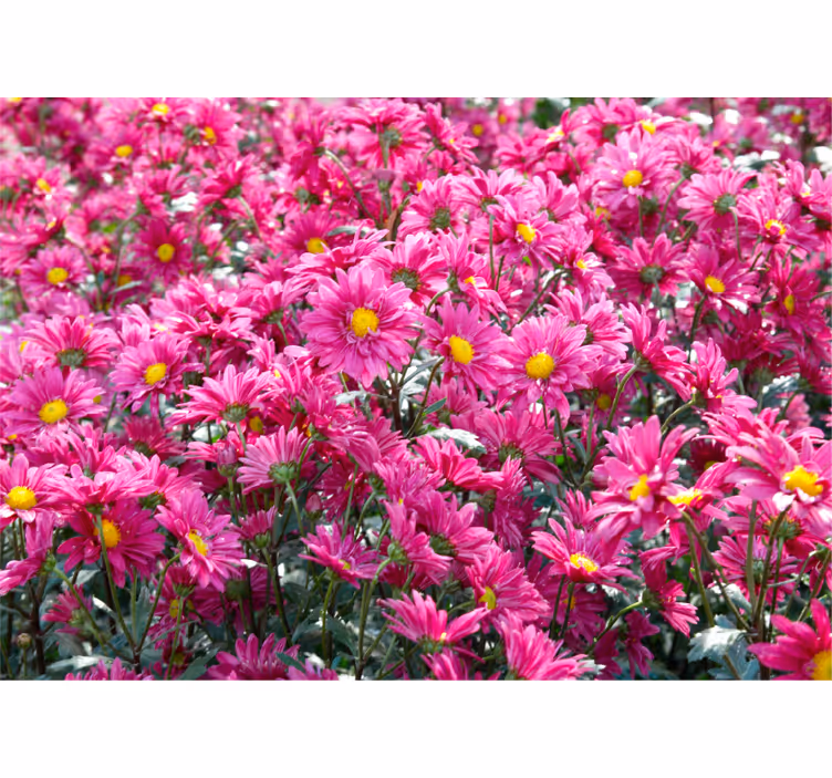Fototapet blomster pink blomstereksplosion - TenStickers