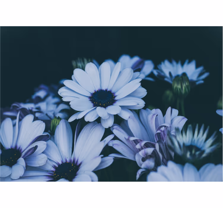 Fototapet blomster stille blomsterarrangement - TenStickers