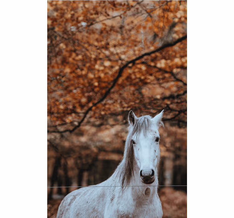 Majestætisk hvid hest fototapet dyr - TenStickers