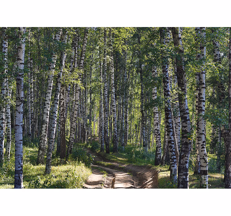Natur fototapet rolig birkeskov - TenStickers