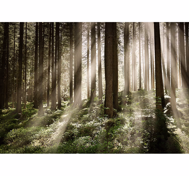 Fototapet skov lysende skovstråler - TenStickers