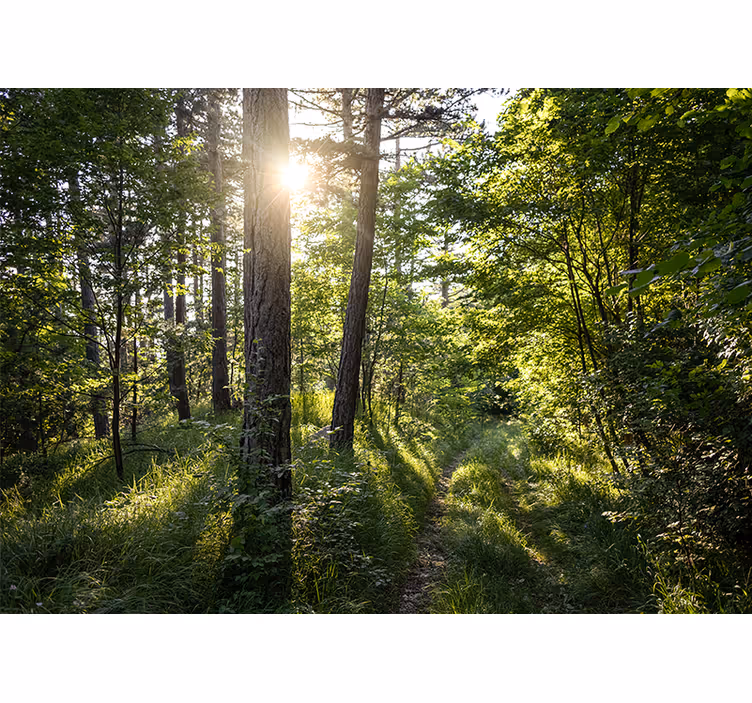 Natur fototapet lysende skovsti - TenStickers