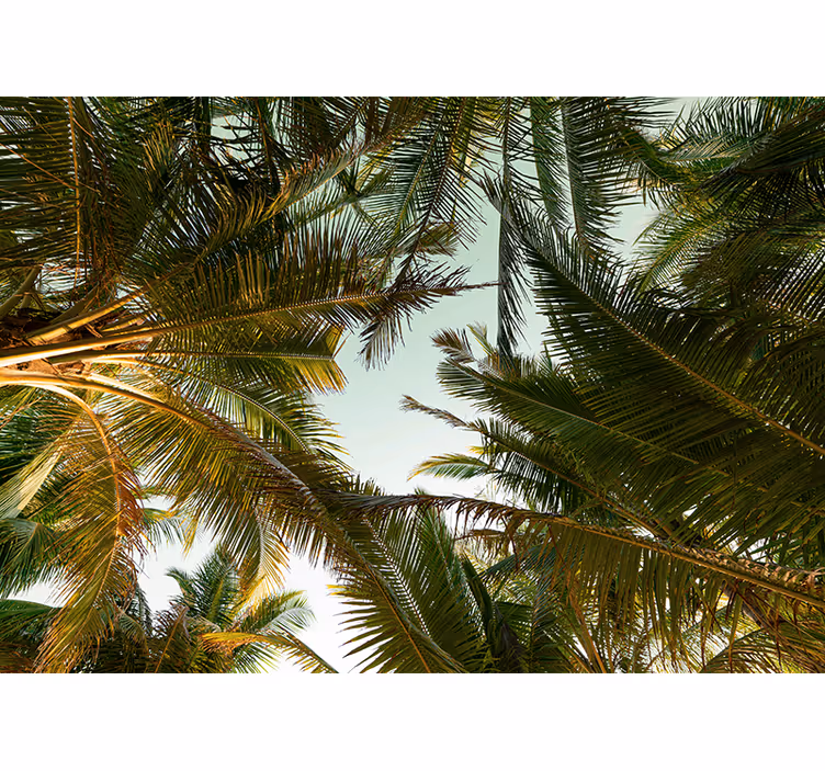 Natur fototapet tropisk palmeskov - TenStickers