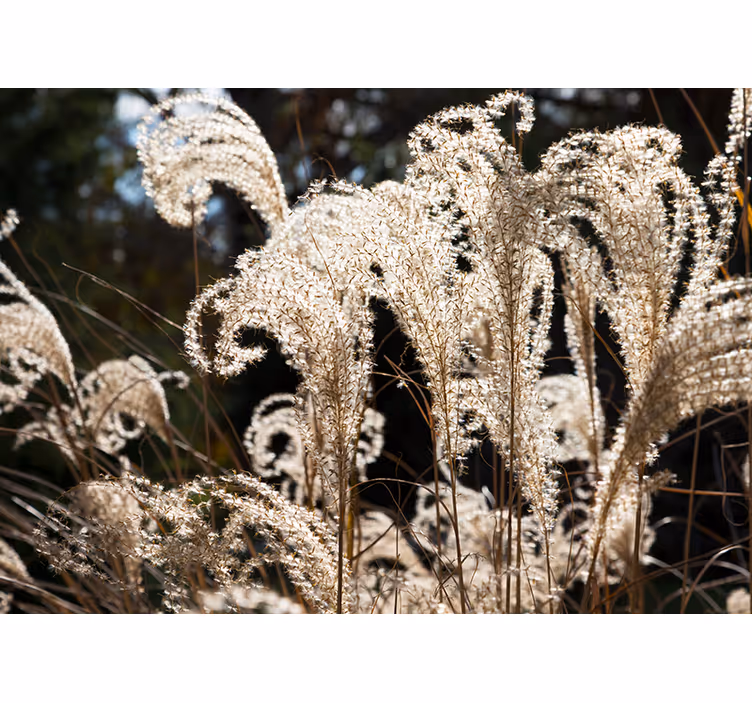 Fototapet blomster elegant pampa græs - TenStickers