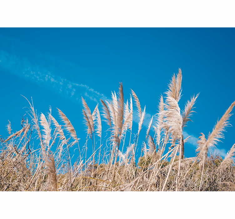 Fototapet blomster pampas græs rolighed - TenStickers