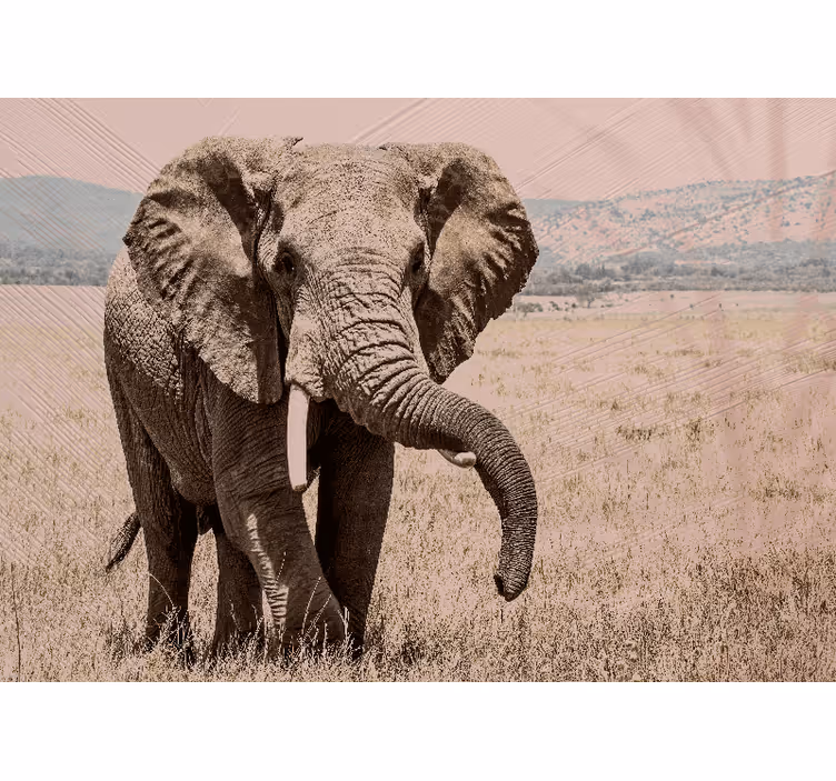 Fototapet elefant regal elefant aura - TenStickers