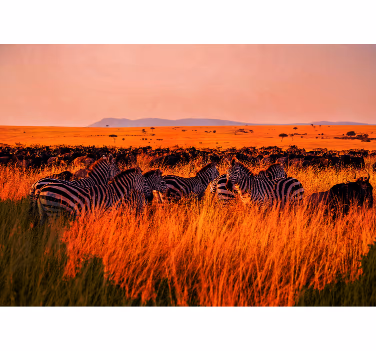 Tapet natur zebras i serengeti - TenStickers