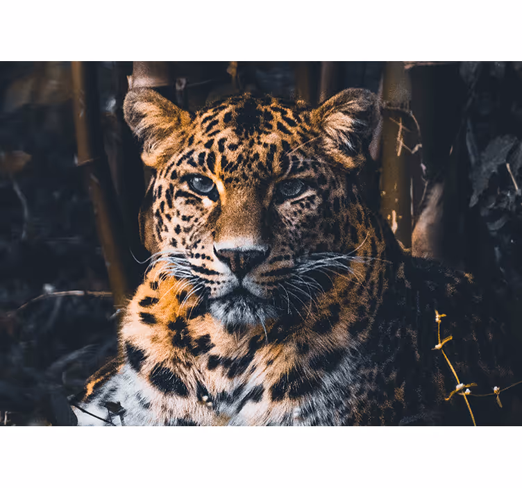 Fantastisk dyreliv leopard afrika fototapet - TenStickers