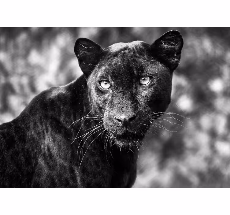 Fototapet dyr panther ansigt - TenStickers
