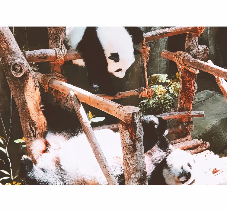 Fototapet dyr panda legescene - TenStickers