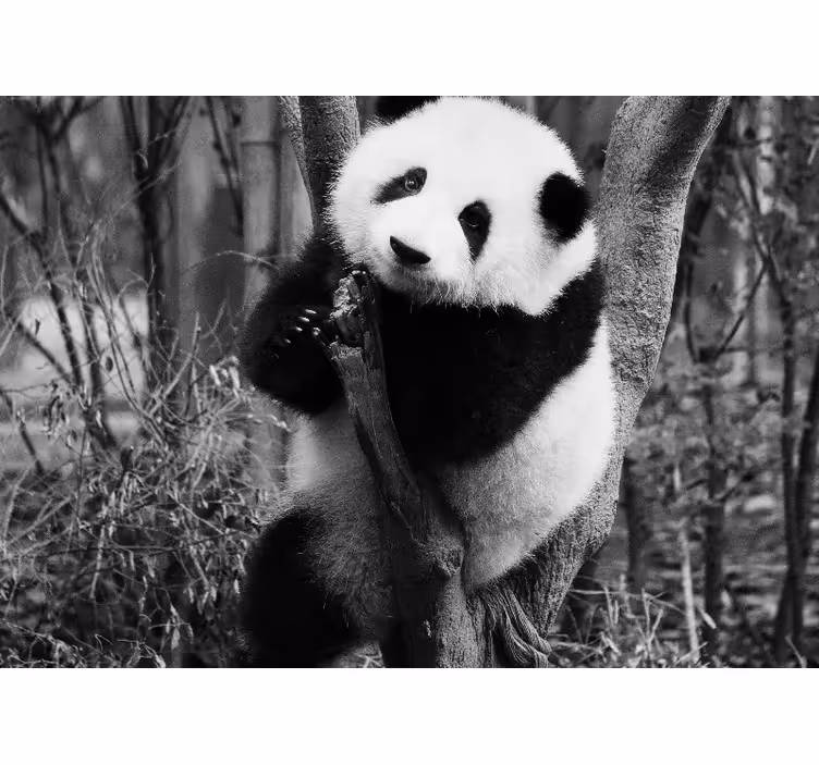 Fototapet dyr panda på træ - TenStickers