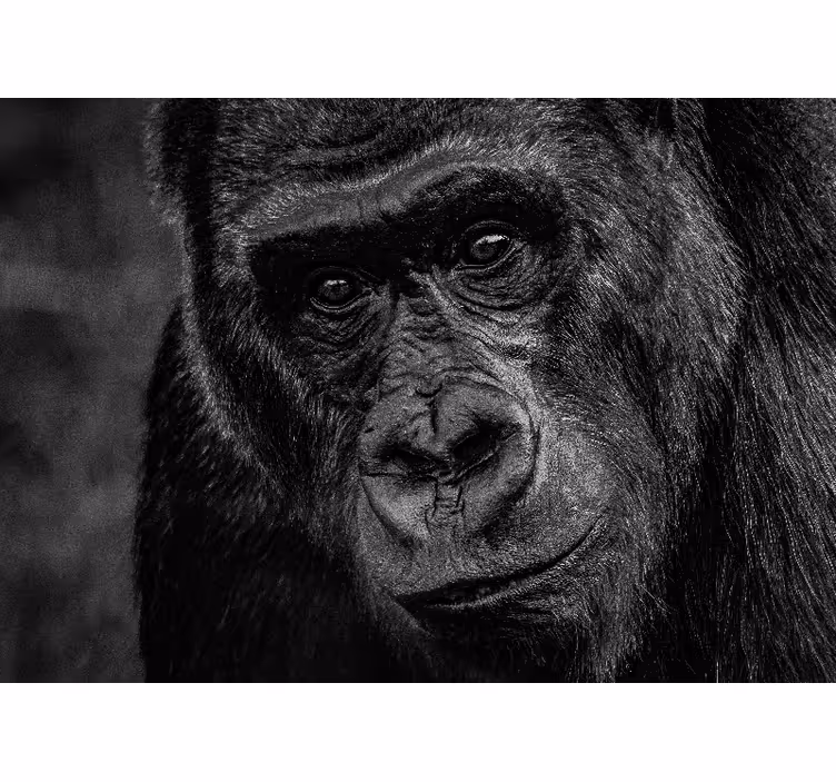 Fototapet dyr gorilla tæt på - TenStickers