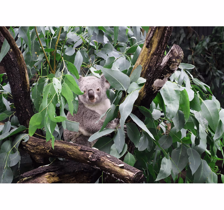 Fototapet dyr koala i blade - TenStickers
