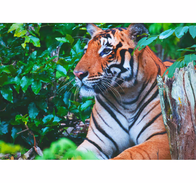 Fototapet jungle majestætisk tiger stirrer - TenStickers