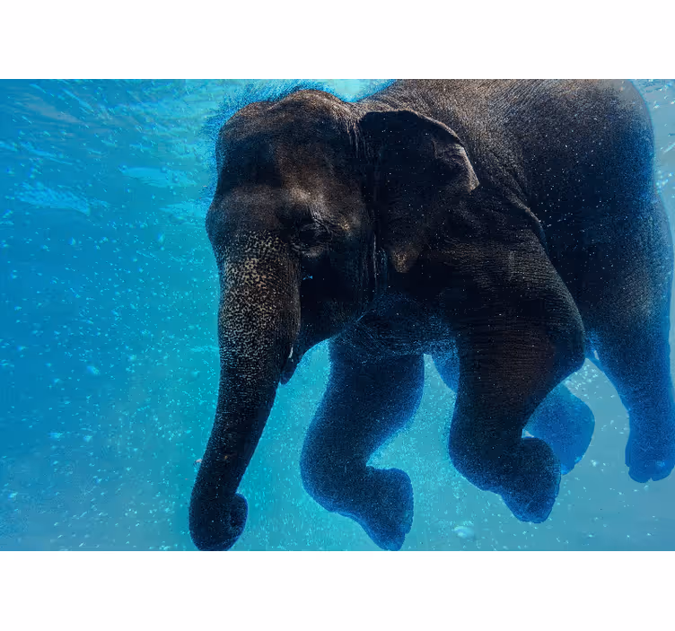 Fototapet hav underwater elephant - TenStickers
