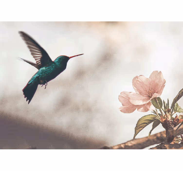 Fototapet dyr hummingbird og blomst - TenStickers