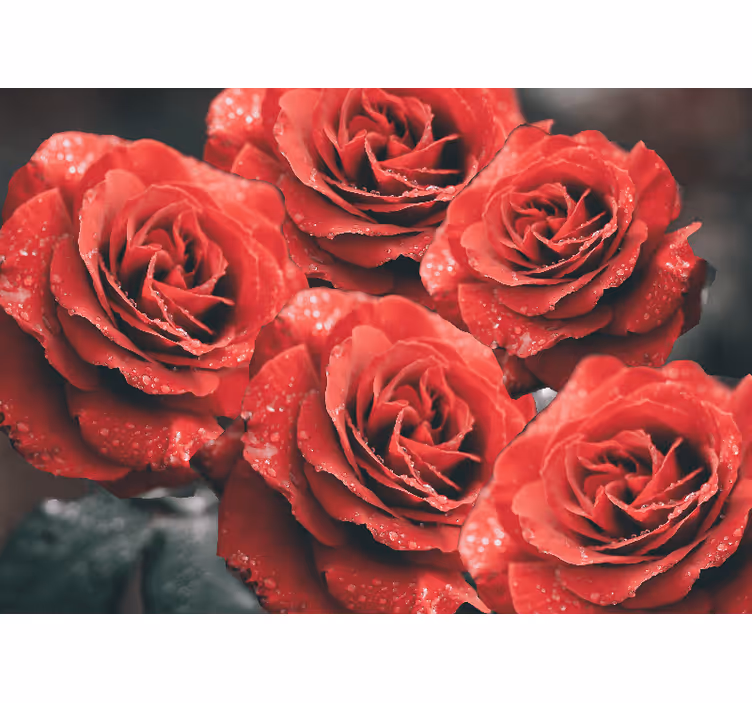 Fototapet blomster i dybrøde rosenblomster - TenStickers