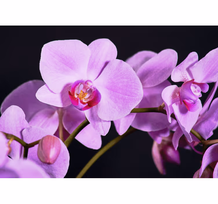 Orkide fototapet med graciøse orkideblomster - TenStickers