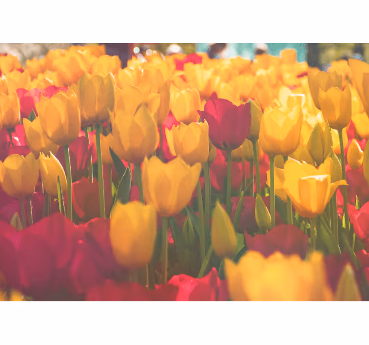 Fototapet blomster tulipanblomstermarker - TenStickers